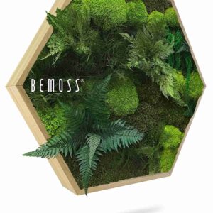 Cuadro de musgo Hexágono PLANTAS Vigo