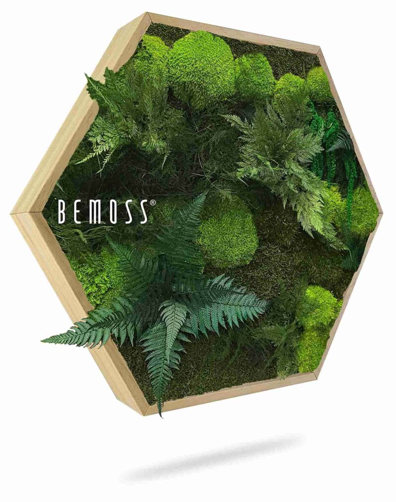 Cuadro de musgo Hexágono PLANTAS Vigo