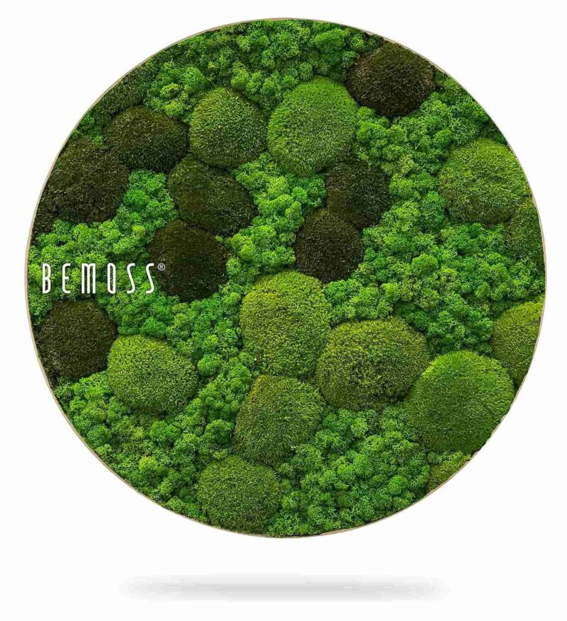 Cuadro de musgo redondo BEMOSS® ORTHO MONETO