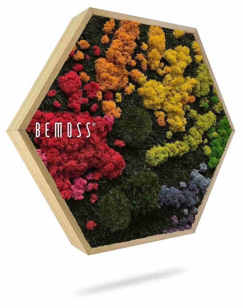 Cuadro de musgo Hexágono BEMOSS® ORTHO IRIS