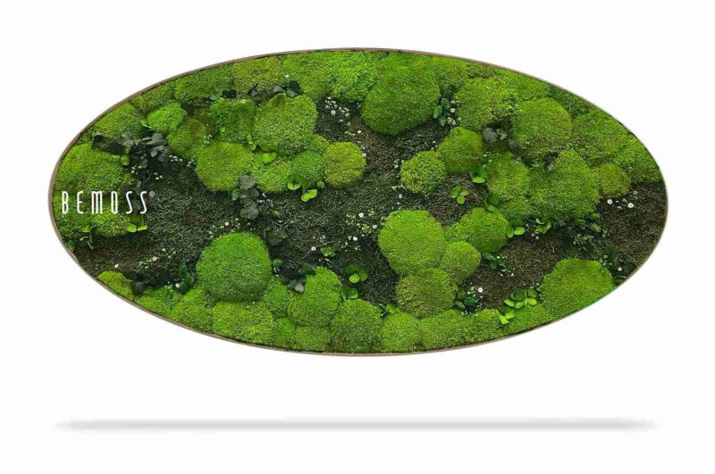 Cuadro de musgo Elipse PLANTAS Kyrin