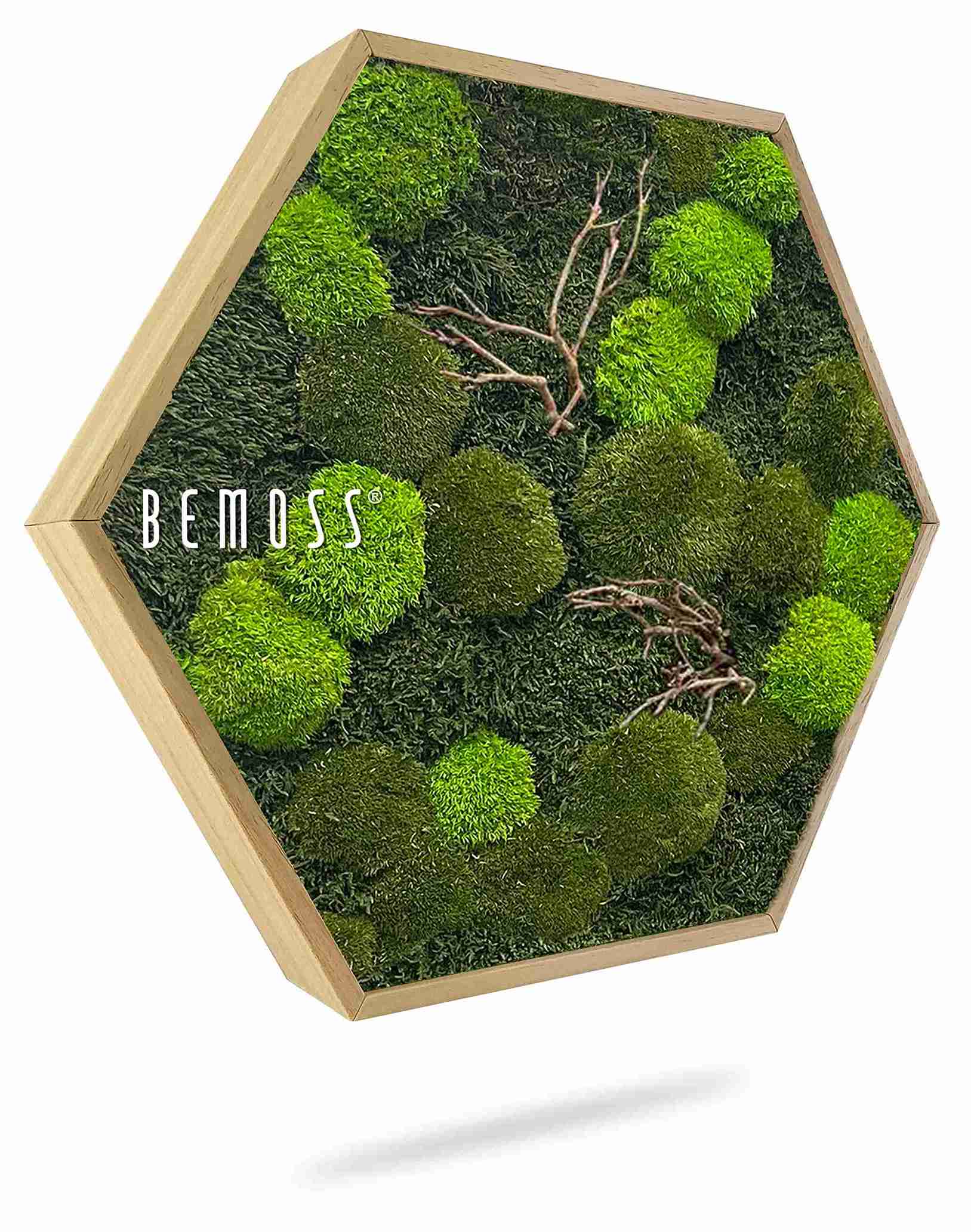 Cuadro de musgo Hexágono MUSGO PLANO & MUSGO DE COJÍN Doven WOOD - Imagen 1