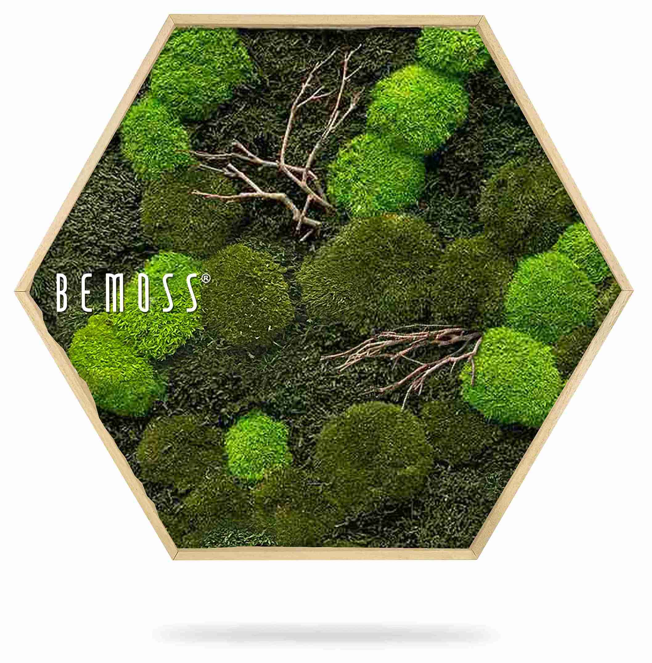 Cuadro de musgo Hexágono MUSGO PLANO & MUSGO DE COJÍN Doven WOOD - Imagen 2