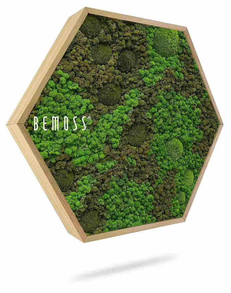 Cuadro de musgo Hexágono BEMOSS® ORTHO ASEL