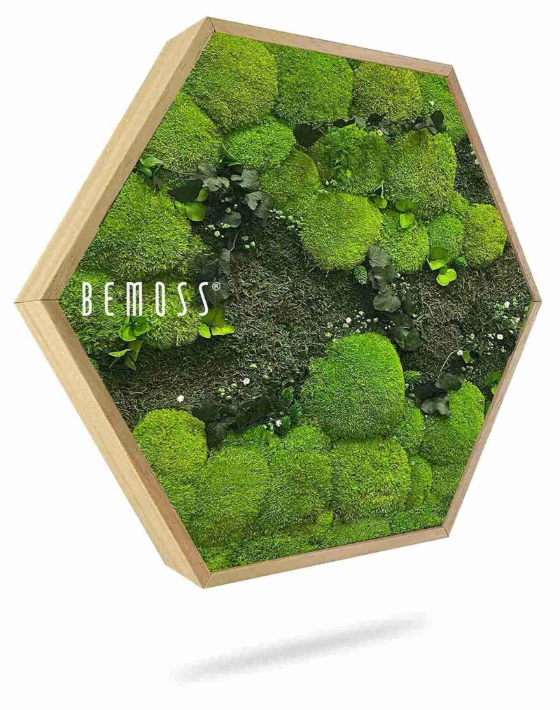 Cuadro de musgo Hexágono PLANTAS Kyrin