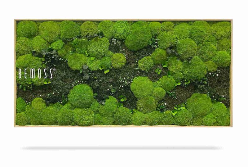 Cuadro de musgo PLANTAS Kyrin