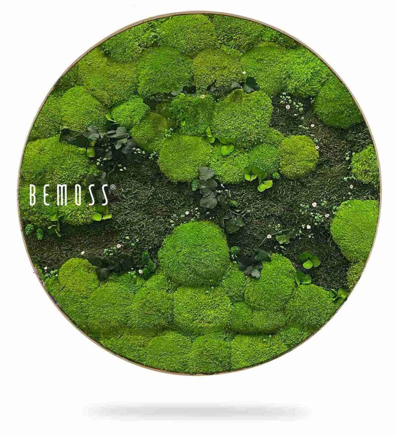 Cuadro de musgo Redondo PLANTAS Kyrin
