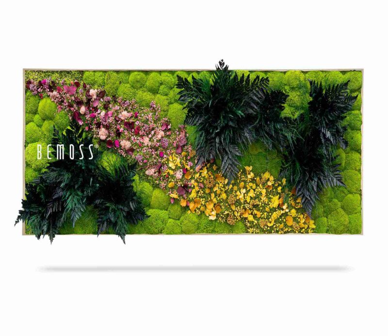 Cuadro de musgo PLANTAS Cornella