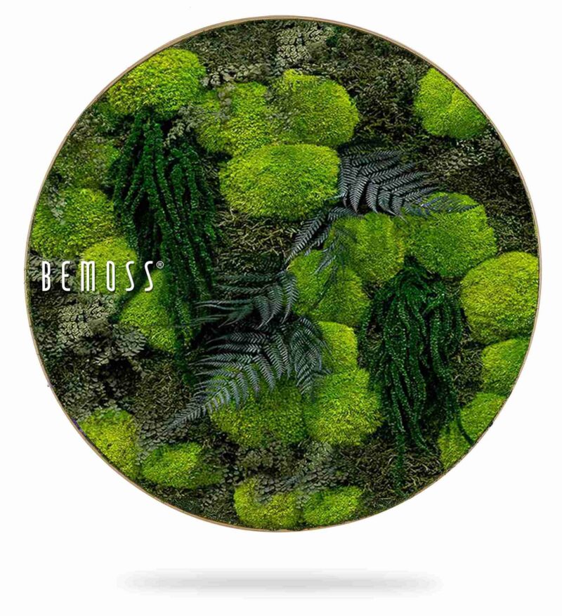 Cuadro de musgo redondo PLANTAS Varex