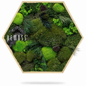Cuadro de musgo Hexágono PLANTAS Amar - Thumbnail Image 3
