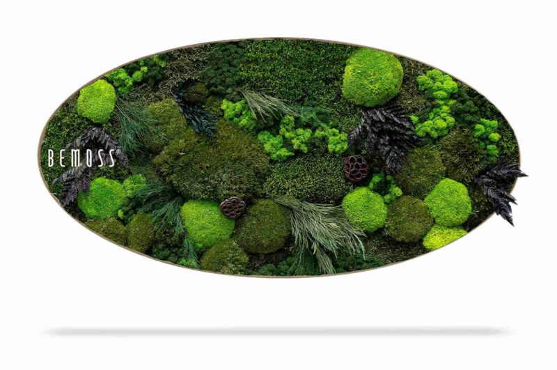 Cuadro de musgo Elipse PLANTAS Amar