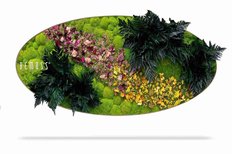 Cuadro de musgo Elipse PLANTAS Cornella