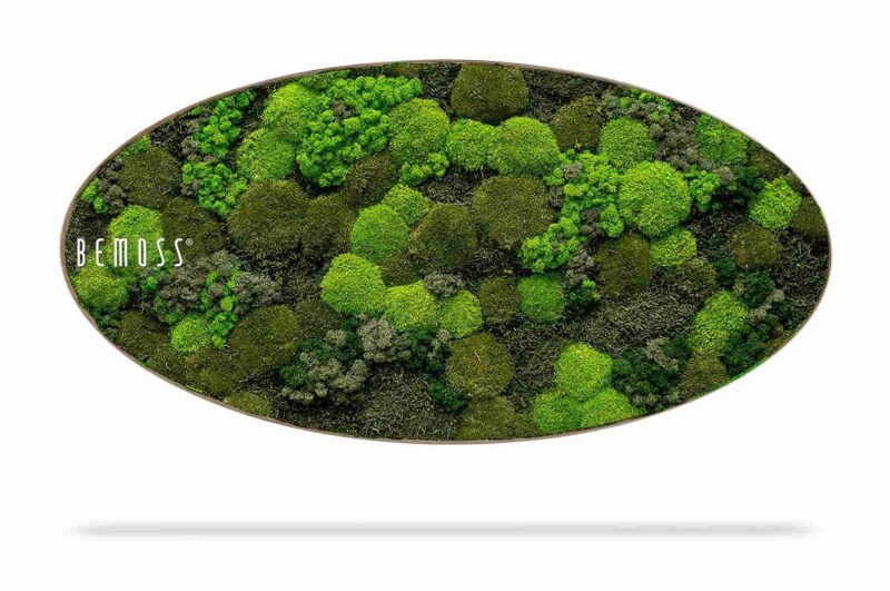Cuadro de musgo Elipse BEMOSS® ORTHO DOVEN