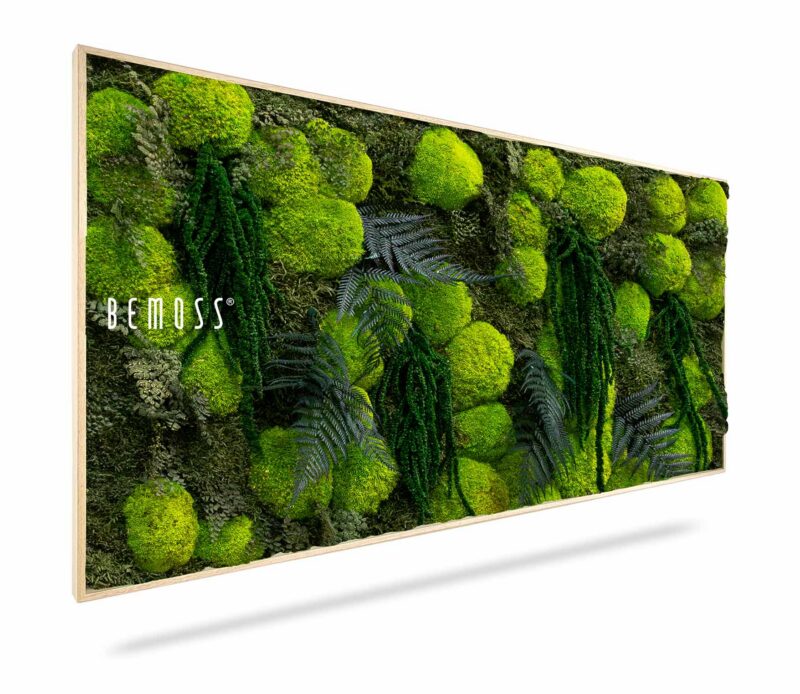 Cuadro de musgo PLANTAS Varex
