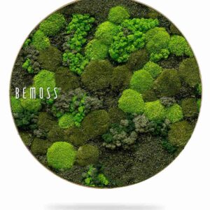 Cuadro de musgo redondo BEMOSS® ORTHO DOVEN - Thumbnail Image 1