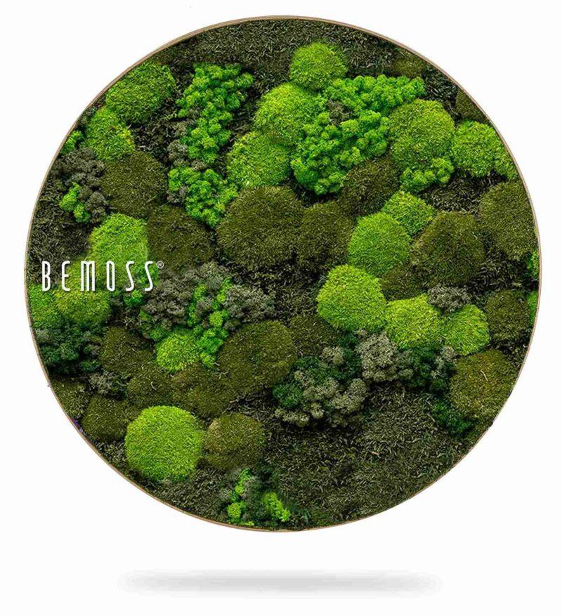 Cuadro de musgo redondo BEMOSS® ORTHO DOVEN