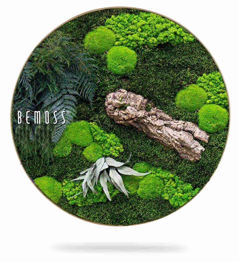 Cuadro de musgo redondo PLANTAS Alona