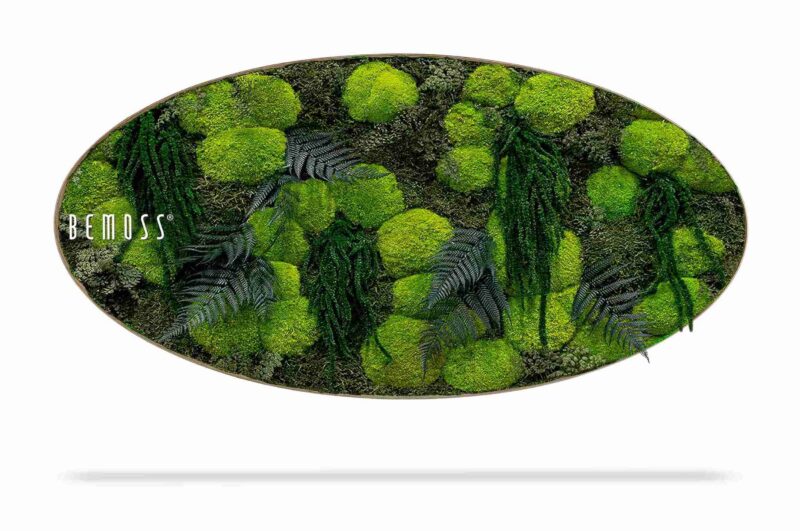 Cuadro de musgo Elipse PLANTAS Varex