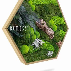 Cuadro de musgo Hexágono PLANTAS Alona - Thumbnail Image 1