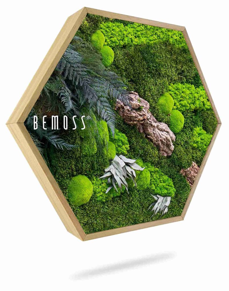 Cuadro de musgo Hexágono PLANTAS Alona