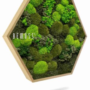 Cuadro de musgo Hexágono BEMOSS® ORTHO DOVEN - Thumbnail Image 1