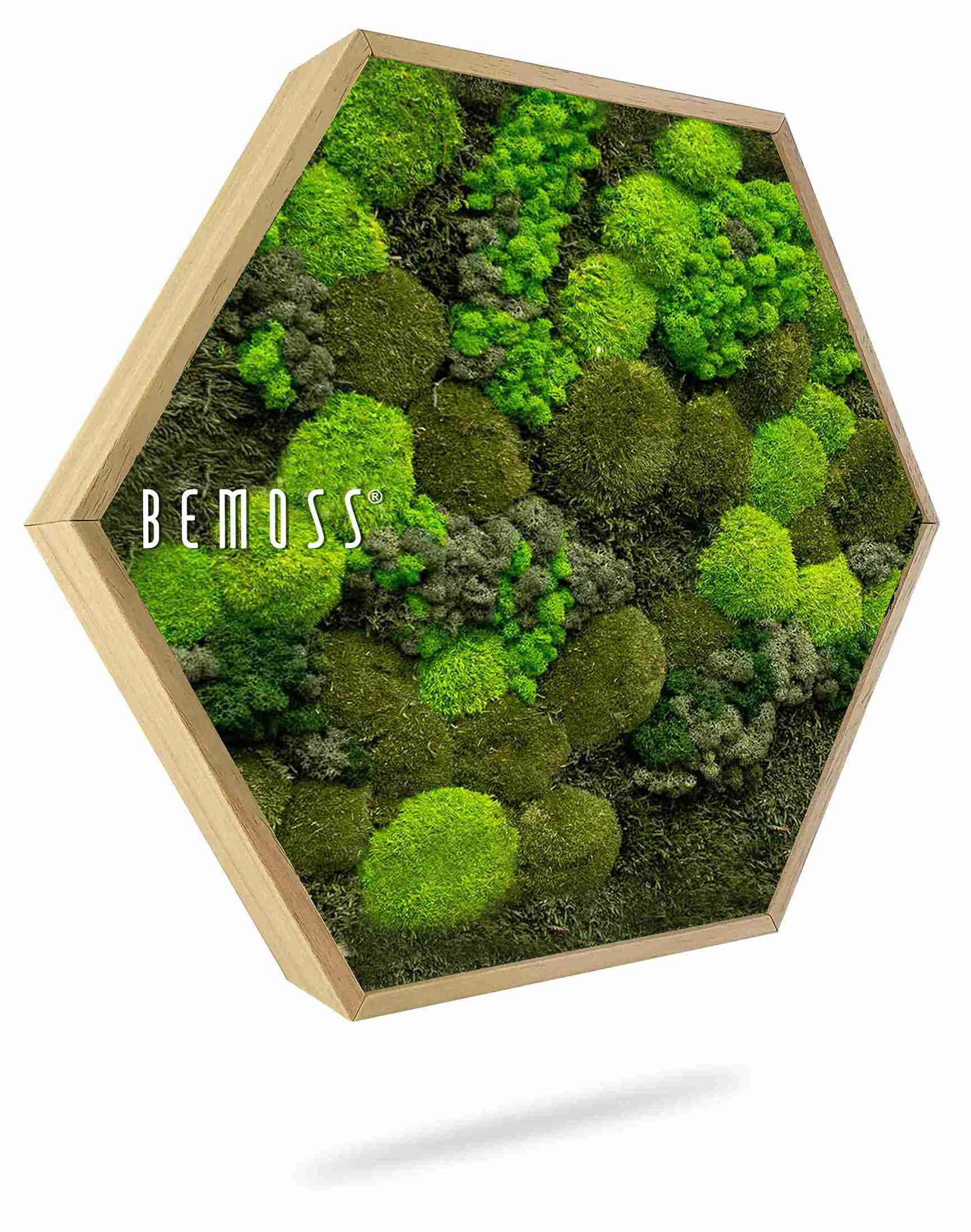 Cuadro de musgo Hexágono BEMOSS® ORTHO DOVEN - Imagen 1