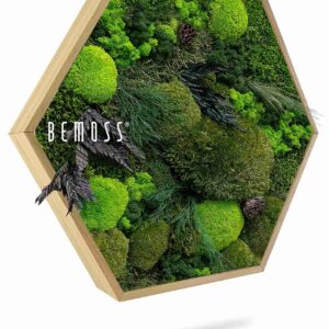 Cuadro de musgo Hexágono PLANTAS Amar - Thumbnail Image 1