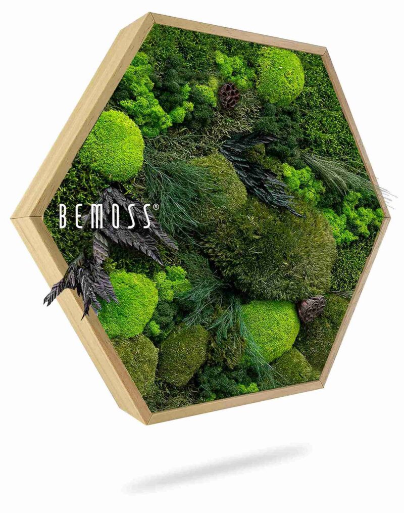 Cuadro de musgo Hexágono PLANTAS Amar
