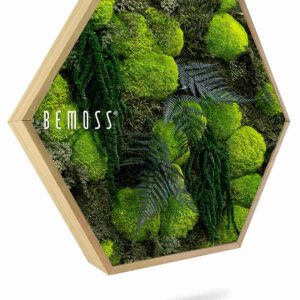 Cuadro de musgo Hexágono PLANTAS Varex - Thumbnail Image 1