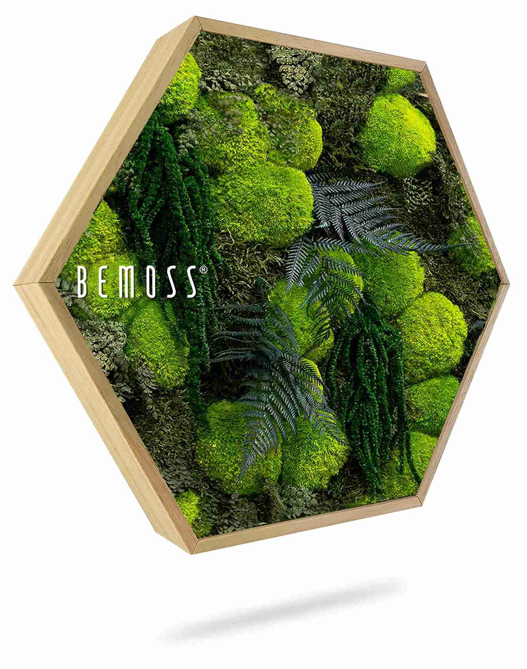 Cuadro de musgo Hexágono PLANTAS Varex - Imagen 1