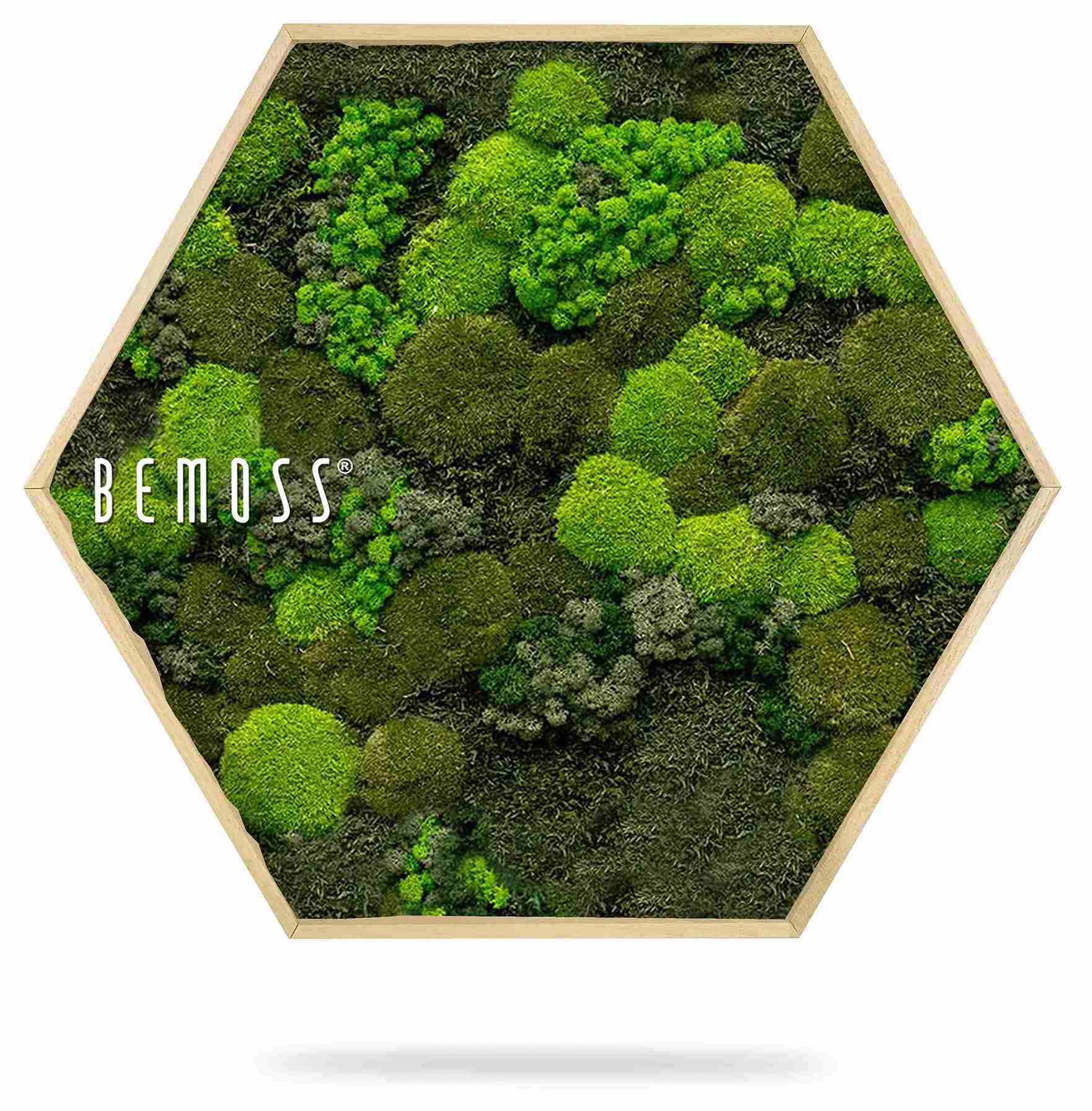 Cuadro de musgo Hexágono BEMOSS® ORTHO DOVEN - Imagen 2