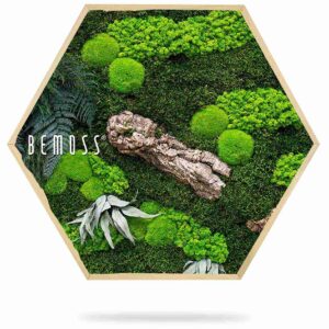 Cuadro de musgo Hexágono PLANTAS Alona - Thumbnail Image 2