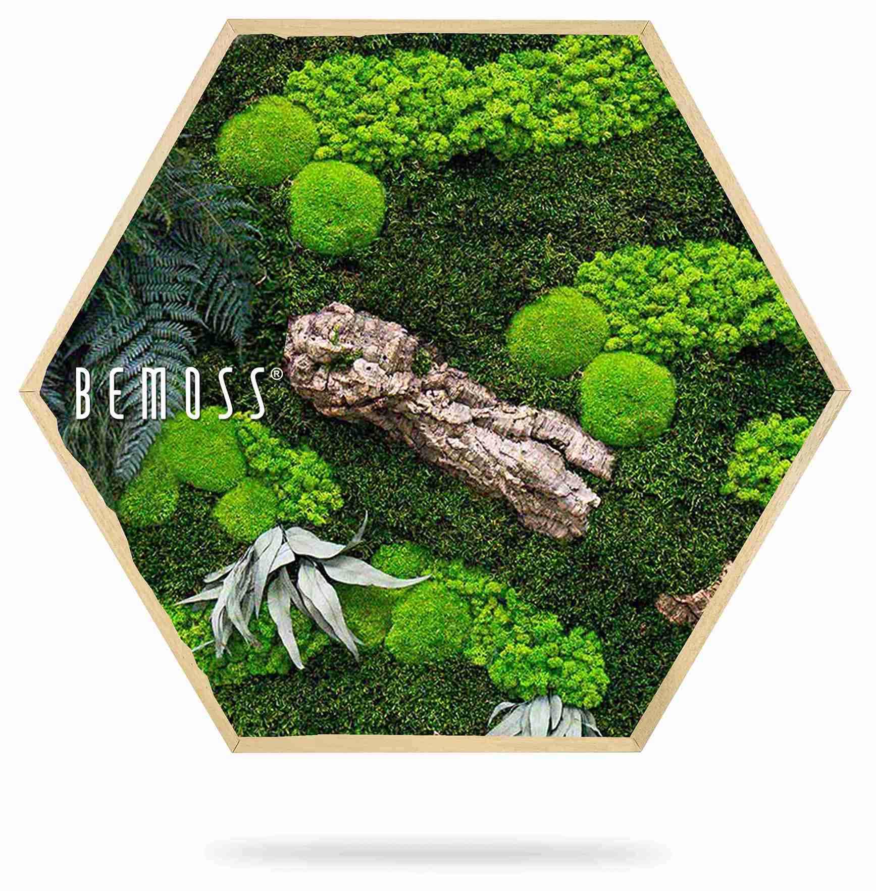 Cuadro de musgo Hexágono PLANTAS Alona - Imagen 2