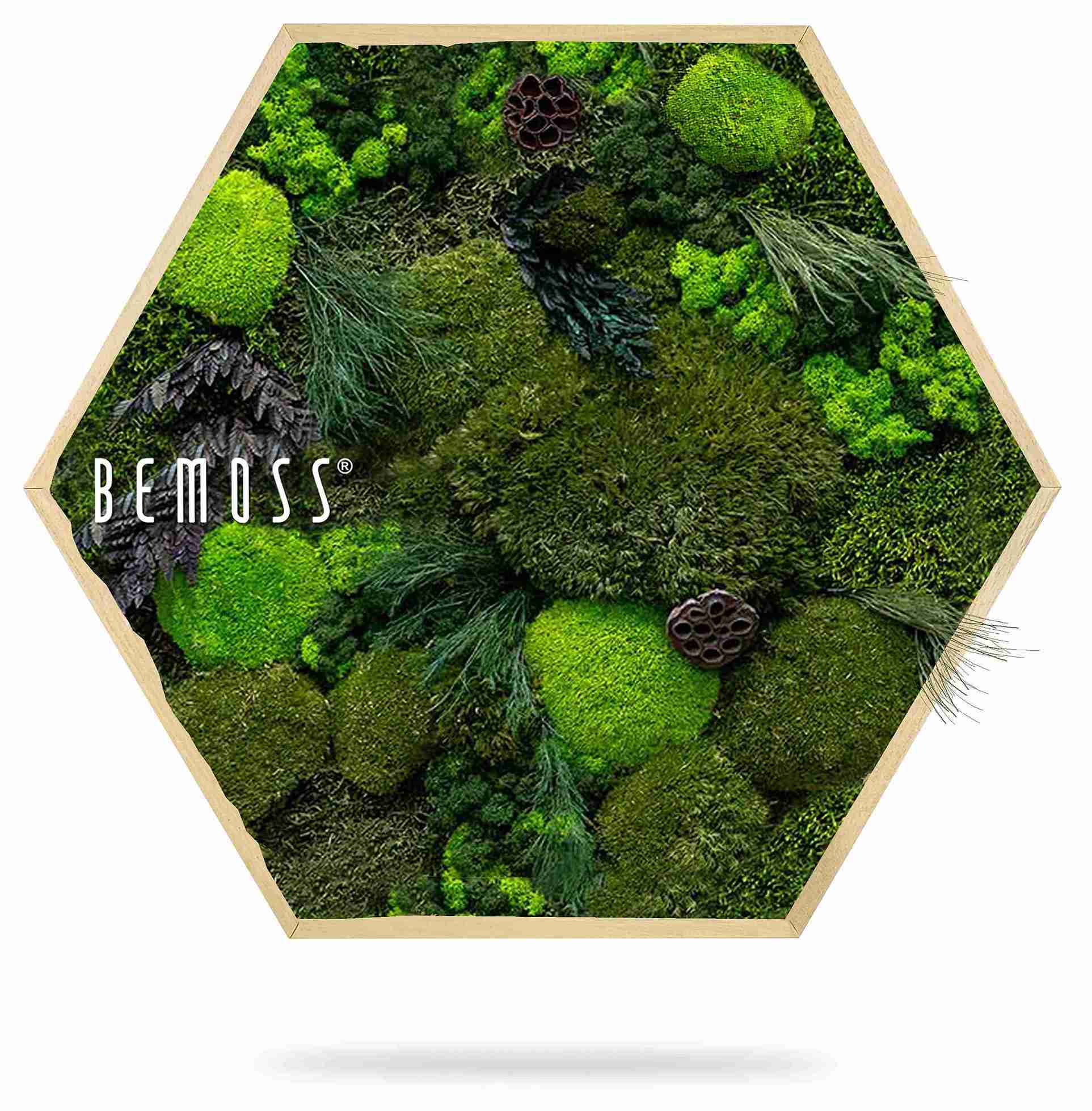 Cuadro de musgo Hexágono PLANTAS Amar - Imagen 2