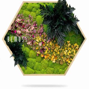 Hexágono de musgo PLANTAS Cornella - Thumbnail Image 2