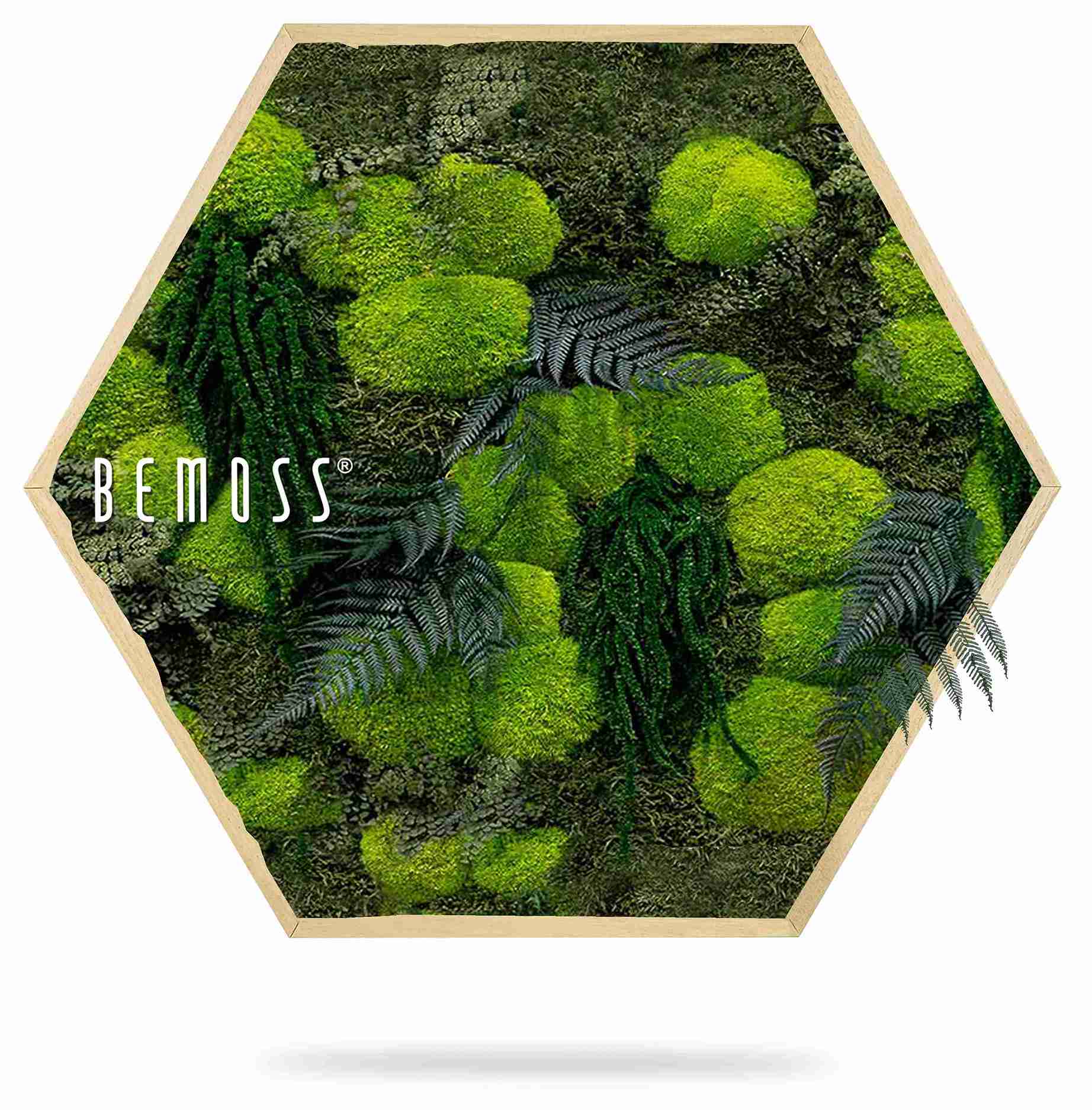 Cuadro de musgo Hexágono PLANTAS Varex - Imagen 2