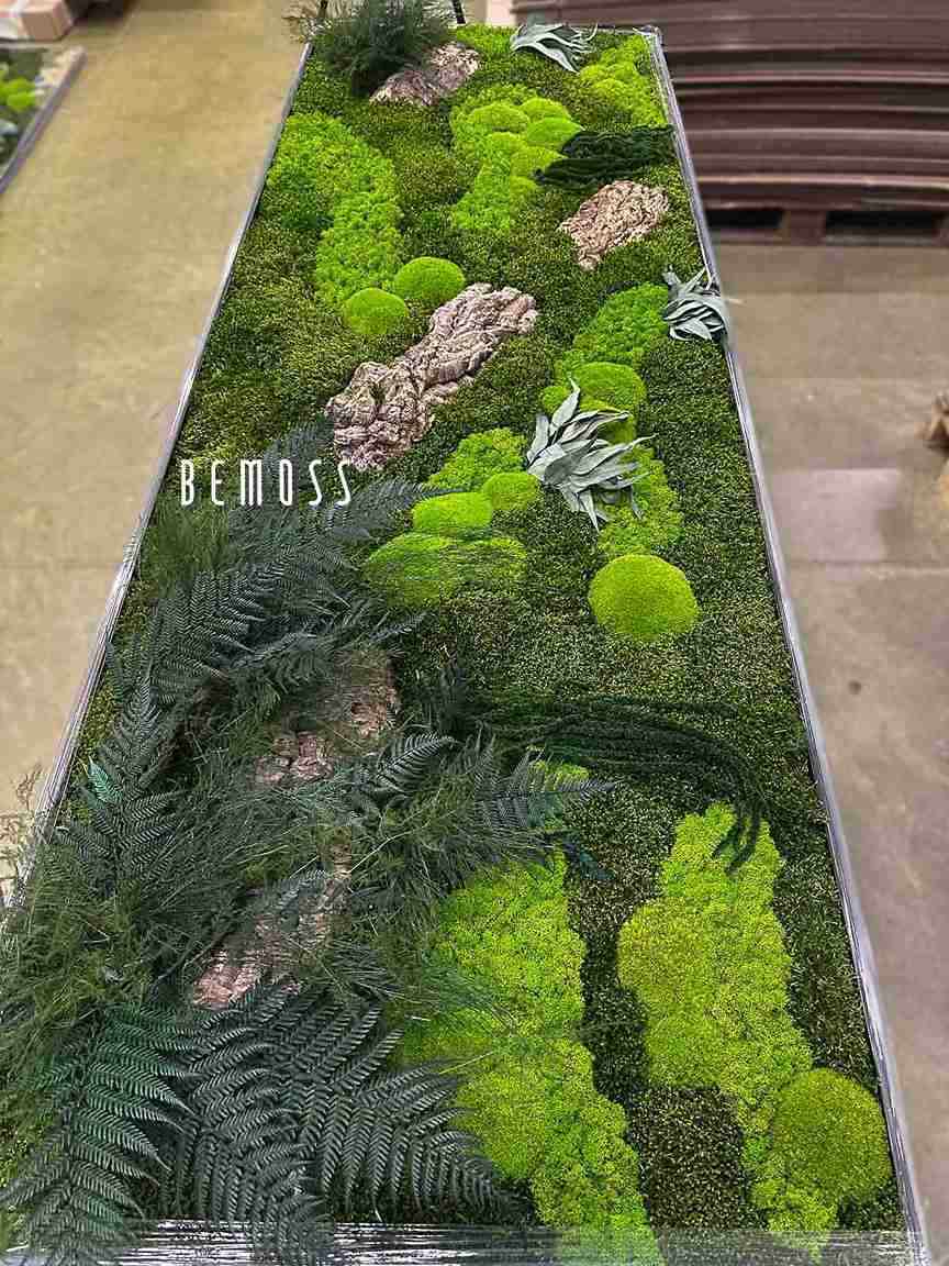 Cuadro de musgo PLANTAS Alona - Imagen 2