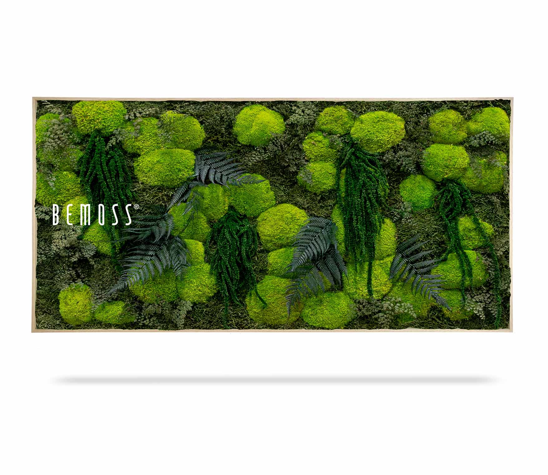 Cuadro de musgo PLANTAS Varex - Imagen 2