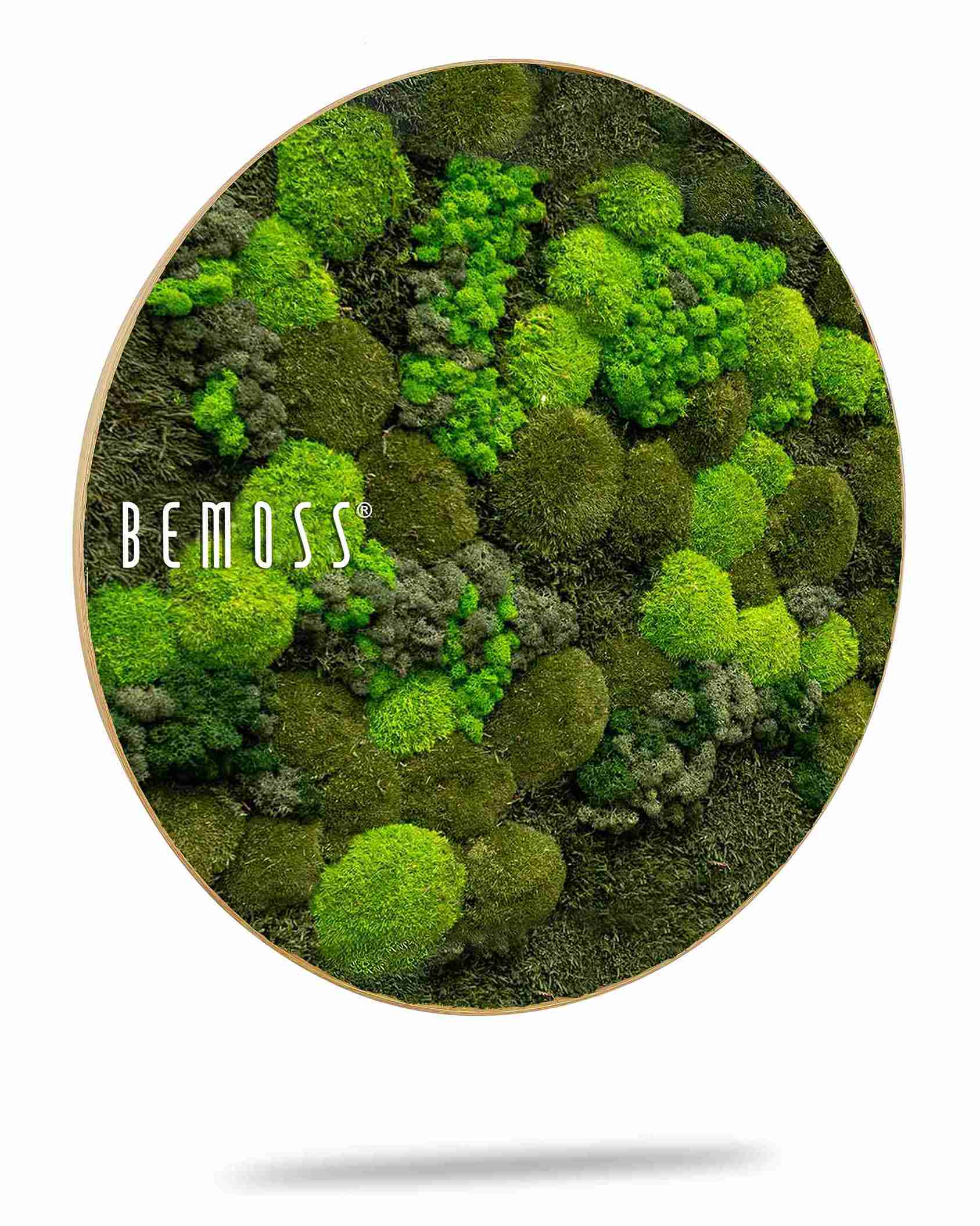 Cuadro de musgo redondo BEMOSS® ORTHO DOVEN - Imagen 2