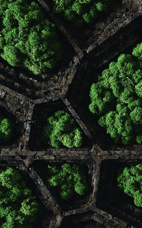 skupina stromov, ktoré sú spolu v hline , environmentálne umenie, machovy obraz, stabilizovany mach, machová stena, machová dekorácia