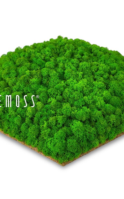 zelený kúsok trávy so slovom „moss“ v strede a bielym pozadím machovy obraz, stabilizovany mach, machová stena, machová dekorácia