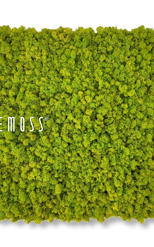 machová stena, na ktorej je v spodnej časti steny bielymi písmenami napísaný nápis be moss, environmentálne umenie , machovy obraz, stabilizovany mach, machová stena, machová dekorácia
