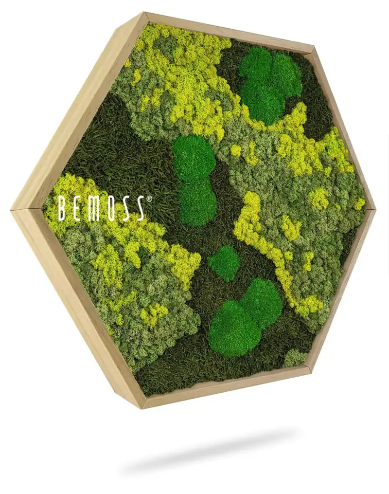Cuadro de musgo Hexágono BEMOSS® ORTHO LIME