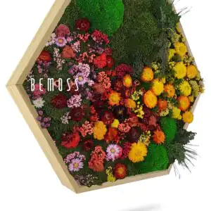 Cuadro de musgo Hexágono PLANTAS Parra